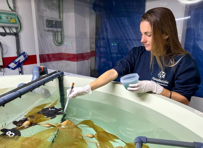 La Fundación Palma Aquarium participa en el programa de Head Starting de tortugas marinas neonatas