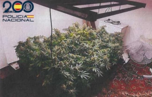 La Policía Nacional detiene a dos personas y desmantela una plantación de marihuana en Palma